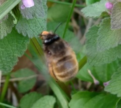 Anthophora villosula