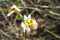 Disa flexuosa