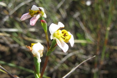 Disa flexuosa