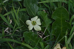 Jaborosa runcinata
