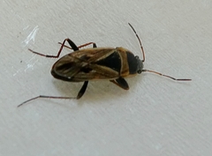 Xanthochilus