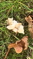 Guepinia helvelloides