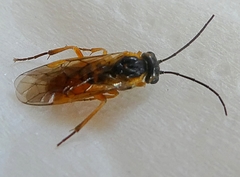 Symphyta