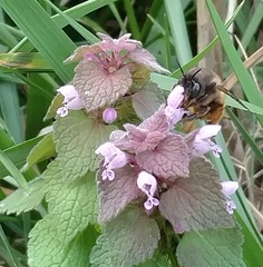 Anthophora villosula