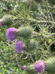 Cirsium vulgare