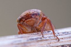 Rhytidodus