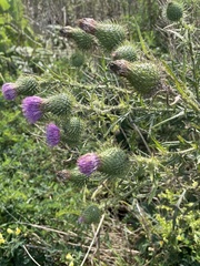 Cirsium vulgare