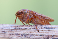 Rhytidodus