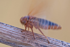 Rhytidodus