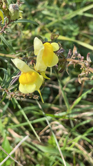 Linaria vulgaris