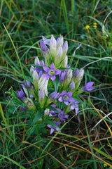Gentianella austriaca