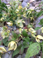 Clematis serratifolia