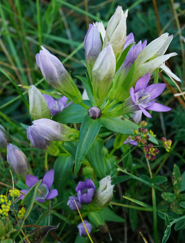 Image of Gentianella austriaca by (c) Patrick Hacker, some rights reserved (CC BY)