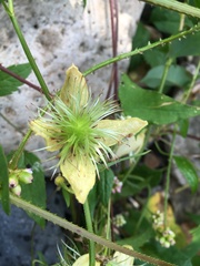 Clematis serratifolia