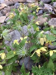 Clematis serratifolia