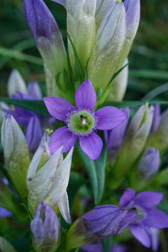 Image of Gentianella austriaca by (c) Patrick Hacker, some rights reserved (CC BY)