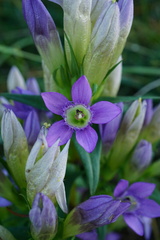 Gentianella austriaca