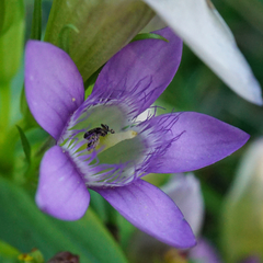 Gentianella austriaca