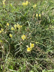 Linaria vulgaris