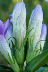 Gentianella austriaca