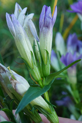 Gentianella austriaca