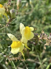 Linaria vulgaris