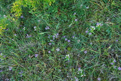 Gentianella austriaca