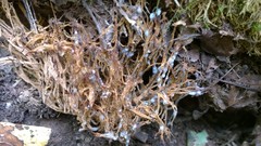 Phaeohelotium carneum