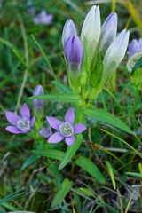Gentianella austriaca