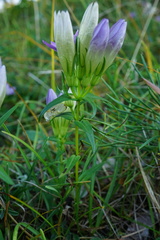 Gentianella austriaca