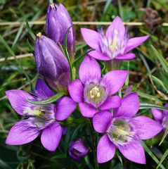 Gentianella austriaca