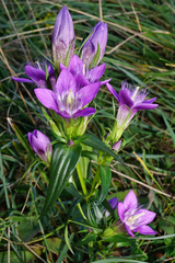 Gentianella austriaca