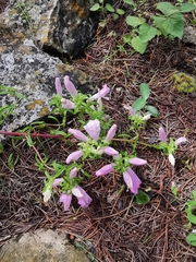 Lamourouxia dasyantha