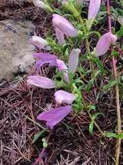 Lamourouxia dasyantha