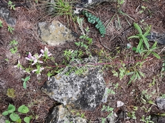 Lamourouxia dasyantha