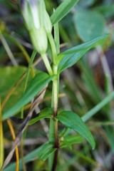 Gentianella austriaca