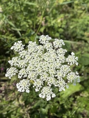 Daucus carota