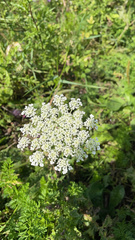 Daucus carota