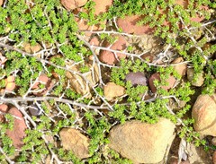 Aspalathus brevicarpa