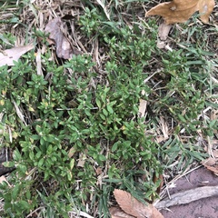 Polygonum aviculare depressum