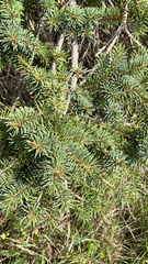 Picea glauca