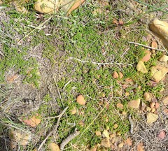 Aspalathus brevicarpa