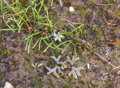 Limosella lineata