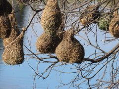 Ploceus capensis