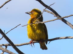 Ploceus capensis