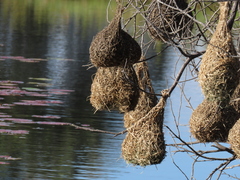 Ploceus capensis