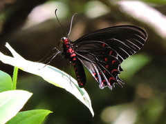 Parides photinus