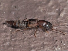 Achenomorphus corticinus