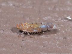 Osbornellus rotundus