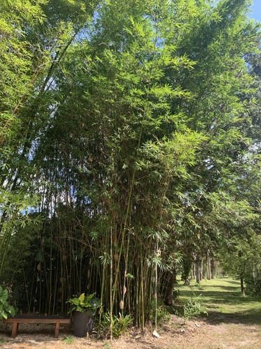 Phyllostachys image